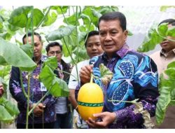 Bupati Tangerang Panen Melon Hidroponik Terpadu di Curug Wetan