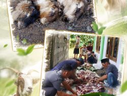 Penyembelihan Hewan Kurban Idul Adha 1447 H di Simpang Keramat Gemol, Tulang Bawang Barat Berlangsung Khidmat
